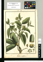 Porcelia nitidifolia / Brunete. Original drawing from Ruiz & Pavón's Expedition (1777-1816)