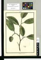 Annona microcarpa / Brunete. Original drawing from Ruiz & Pavón's Expedition (1777-1816)