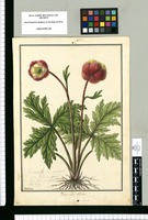 Ranunculus villosus / Galvez. Original drawing from Ruiz & Pavón's Expedition (1777-1816)
