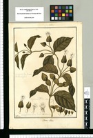 Mendozia [sic] alba / Fran[cis]co Pulgar. Original drawing from Ruiz & Pavón's Expedition (1777-1816)