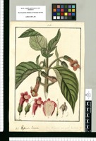 Gesneria hirsuta / Fran[cis]co Pulgar. Original drawing from Ruiz & Pavón's Expedition (1777-1816)