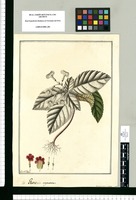 Gesneria argentea / Fran[cis]co Pulgar. Original drawing from Ruiz & Pavón's Expedition (1777-1816)