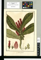 Besleria punicea / Fran[cis]co Pulgar. Original drawing from Ruiz & Pavón's Expedition (1777-1816)