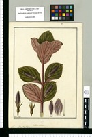 Besleria violacea / Fran[cis]co Pulgar. Original drawing from Ruiz & Pavón's Expedition (1777-1816)