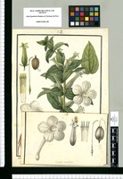 Escobedia scabrifolia / Galvez. Original drawing from Ruiz & Pavón's Expedition (1777-1816)