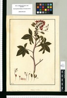 Cleome coccinea: C[leome] hirsuta Tafalla / Fran[cis]co Pulgar. Original drawing from Ruiz & Pavón's Expedition (1777-1816)