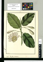 Passiflora frutescens / Fran[cis]co Pulgar. Original drawing from Ruiz & Pavón's Expedition (1777-1816)