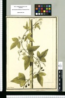 Passiflora minima: L. / Joseph Brunete. Original drawing from Ruiz & Pavón's Expedition (1777-1816)