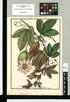 Passiflora tomentosa / Galvez. Original drawing from Ruiz & Pavón's Expedition (1777-1816)