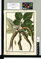 Bignonia lanuginosa; Tecoma / Galvez. Original drawing from Ruiz & Pavón's Expedition (1777-1816)