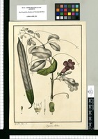 Bignonia alliodora / José Gab. Rivera del. Original drawing from Ruiz & Pavón's Expedition (1777-1816)