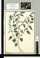 Melochia pyramidata / J[ose]ph Brunete. Original drawing from Ruiz & Pavón's Expedition (1777-1816)