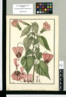 Sida retrorsa : Lheritier [sic] Fasc. 5. p. 133. tab. 64 / Fran[cis]co Pulgar. Original drawing from Ruiz & Pavón's Expedition (1777-1816)