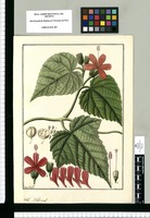 Hibiscus? / Fran[cis]co Pulgar. Original drawing from Ruiz & Pavón's Expedition (1777-1816)