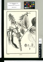 Erythrina / Brunete. Original drawing from Ruiz & Pavón's Expedition (1777-1816)