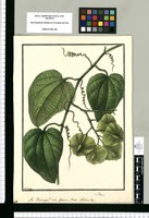 ¿An Pterocarpus?: sive species Generii Nisoliae &ra. / Galvez. Original drawing from Ruiz & Pavón's Expedition (1777-1816)
