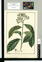 Senecio tomentosus / Fran[cis]co Pulgar. Original drawing from Ruiz & Pavón's Expedition (1777-1816)