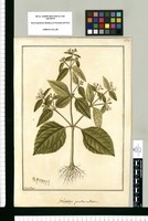 Galinsoga quadriradiata / Fran[cis]co Pulgar. Original drawing from Ruiz & Pavón's Expedition (1777-1816)