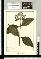 Elephantopus capitatus / Fran[cis]co Pulgar. Original drawing from Ruiz & Pavón's Expedition (1777-1816)