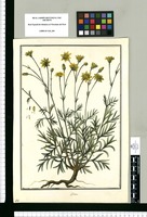 Bidens / Brunete. Original drawing from Ruiz & Pavón's Expedition (1777-1816)