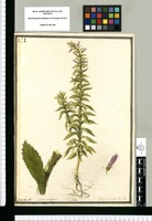 Syngen. monogamia; Lobelia; Lobelia decurrens: Flor. Per. / Brunete del. Original drawing from Ruiz & Pavón's Expedition (1777-1816)