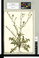 Centaurea [tachado: scabiosa] L. napifolia? / J[ose]ph Brunete. Original drawing from Ruiz & Pavón's Expedition (1777-1816)