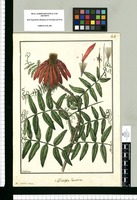 Mutisia lanata; Mutisia alata / Galvez. Original drawing from Ruiz & Pavón's Expedition (1777-1816)