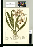 Maxillaria / Fran[cis]co Pulgar. Original drawing from Ruiz & Pavón's Expedition (1777-1816)
