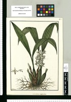 Maxillaria undulata / Galvez. Original drawing from Ruiz & Pavón's Expedition (1777-1816)