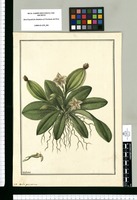 Orchis punctata / Galvez. Original drawing from Ruiz & Pavón's Expedition (1777-1816)