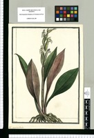 Satyrium bicolor / Brunete. Original drawing from Ruiz & Pavón's Expedition (1777-1816)