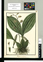 Gongora quinquenervia [sic] / Galvez. Original drawing from Ruiz & Pavón's Expedition (1777-1816)