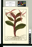 Epidendro [sic] affine [Epidendrum tridens] / Fran[cis]co Pulgar. Original drawing from Ruiz & Pavón's Expedition (1777-1816)