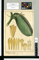 Epidendrum; V[ulgo] Vainilla / Jose Rivera del. Original drawing from Ruiz & Pavón's Expedition (1777-1816)