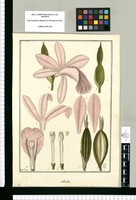 Sobralia / Fran[cis]co Pulgar. Original drawing from Ruiz & Pavón's Expedition (1777-1816)