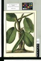 Vanilla Jussieu / Galvez. Original drawing from Ruiz & Pavón's Expedition (1777-1816)