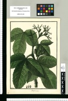 Jatropha urens / Galvez. Original drawing from Ruiz & Pavón's Expedition (1777-1816)
