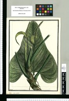 Pothos cordato-sagittata / Brunete. Original drawing from Ruiz & Pavón's Expedition (1777-1816)