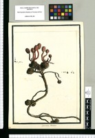 Cynomorium Puñuchrin / Brunete. Original drawing from Ruiz & Pavón's Expedition (1777-1816)