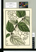 Begonia [repens] / Galvez. Original drawing from Ruiz & Pavón's Expedition (1777-1816)
