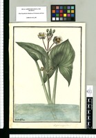Sagittaria sagittifolia L. / Ysidro Galvez. Original drawing from Ruiz & Pavón's Expedition (1777-1816)