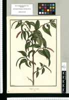 Acalypha granulosa / Galvez. Original drawing from Ruiz & Pavón's Expedition (1777-1816)