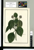 [Urtica cymosa] / Brunete. Original drawing from Ruiz & Pavón's Expedition (1777-1816)