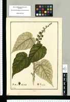 Croton / Fran[cis]co Pulgar. Original drawing from Ruiz & Pavón's Expedition (1777-1816)