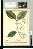 Clusia dependens. Original drawing from Ruiz & Pavón's Expedition (1777-1816)