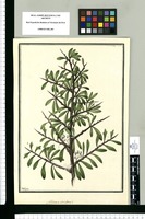 ¿Schinus Huighan? / Galvez. Original drawing from Ruiz & Pavón's Expedition (1777-1816)