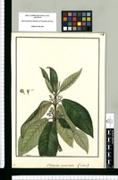 Citrosma muricata: (mas) / Galvez. Original drawing from Ruiz & Pavón's Expedition (1777-1816)