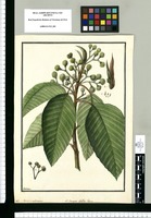 Cecropia radicans: ad Cous[s]apoae Aublet genus / Galvez. Original drawing from Ruiz & Pavón's Expedition (1777-1816)