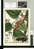Smilax china / Galvez. Original drawing from Ruiz & Pavón's Expedition (1777-1816)