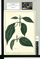 Dioecia tetrandra / Xavier Cortés del. Original drawing from Ruiz & Pavón's Expedition (1777-1816)